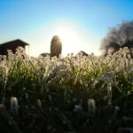 shallow focus photography of white and green plant
