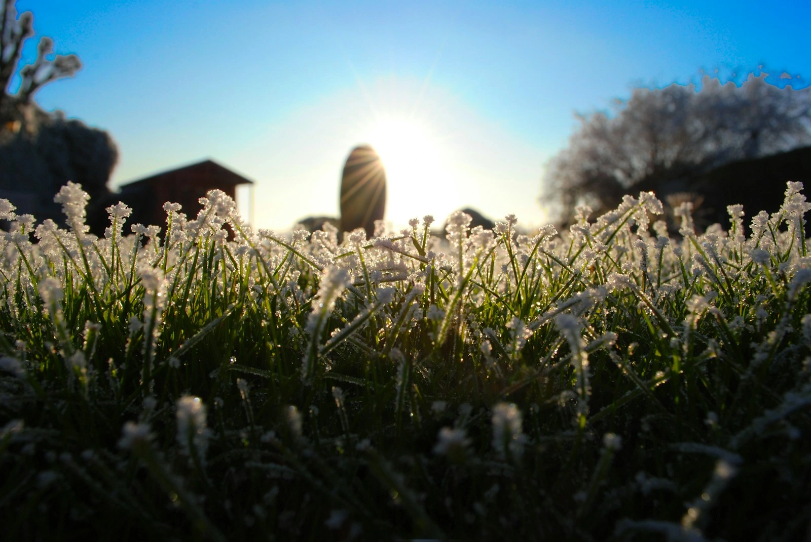 shallow focus photography of white and green plant
