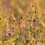 a field full of purple flowers and green leaves