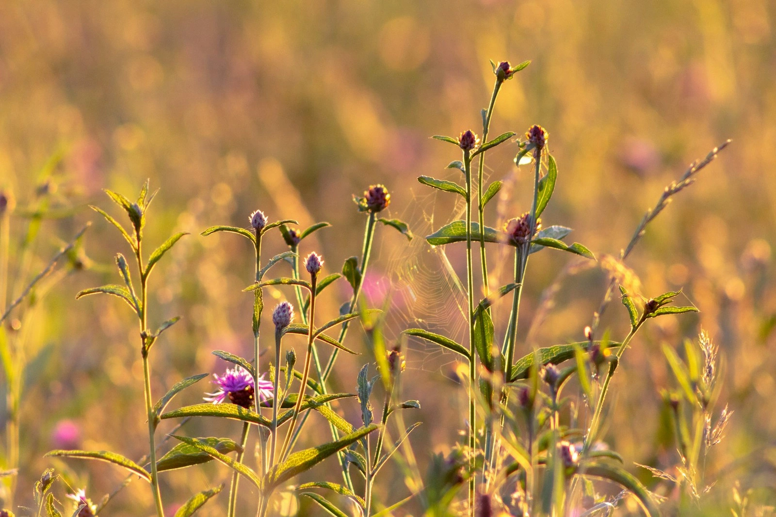 a field full of purple flowers and green leaves